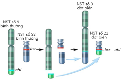 sinh học 12, hậu quả đột biến chuyển đoạn NST số 9 - 22