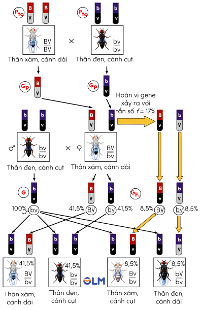 sinh học 12, thí nghiệm hoán vị gene của morgan