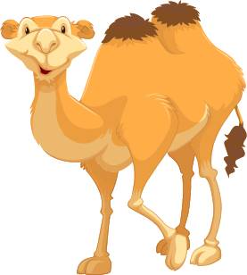 camel olm