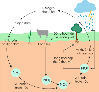 Hóa học 11, Chu trình của nitrogen trong tự nhiên