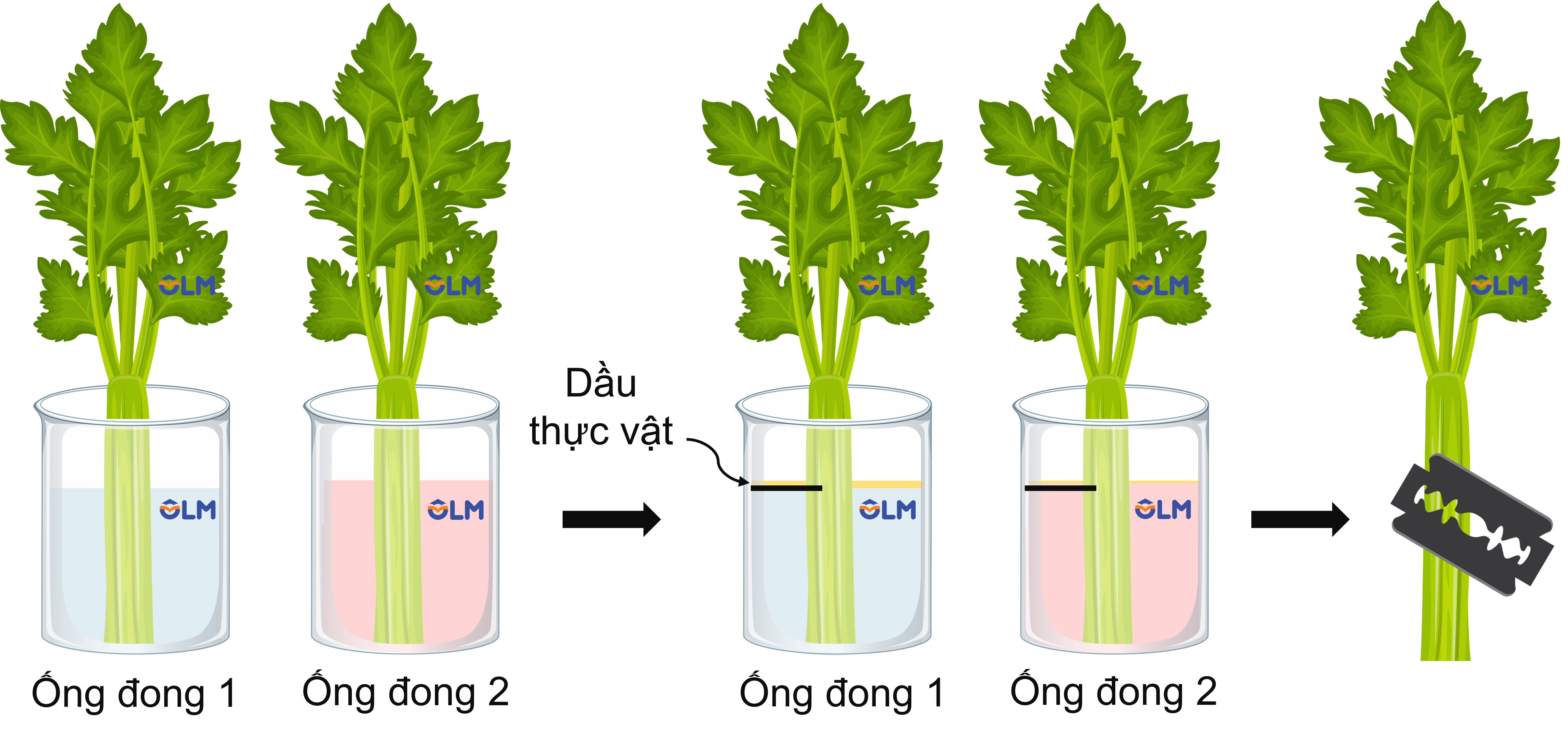 Thí nghiệm hấp thụ và vận chuyển nước olm