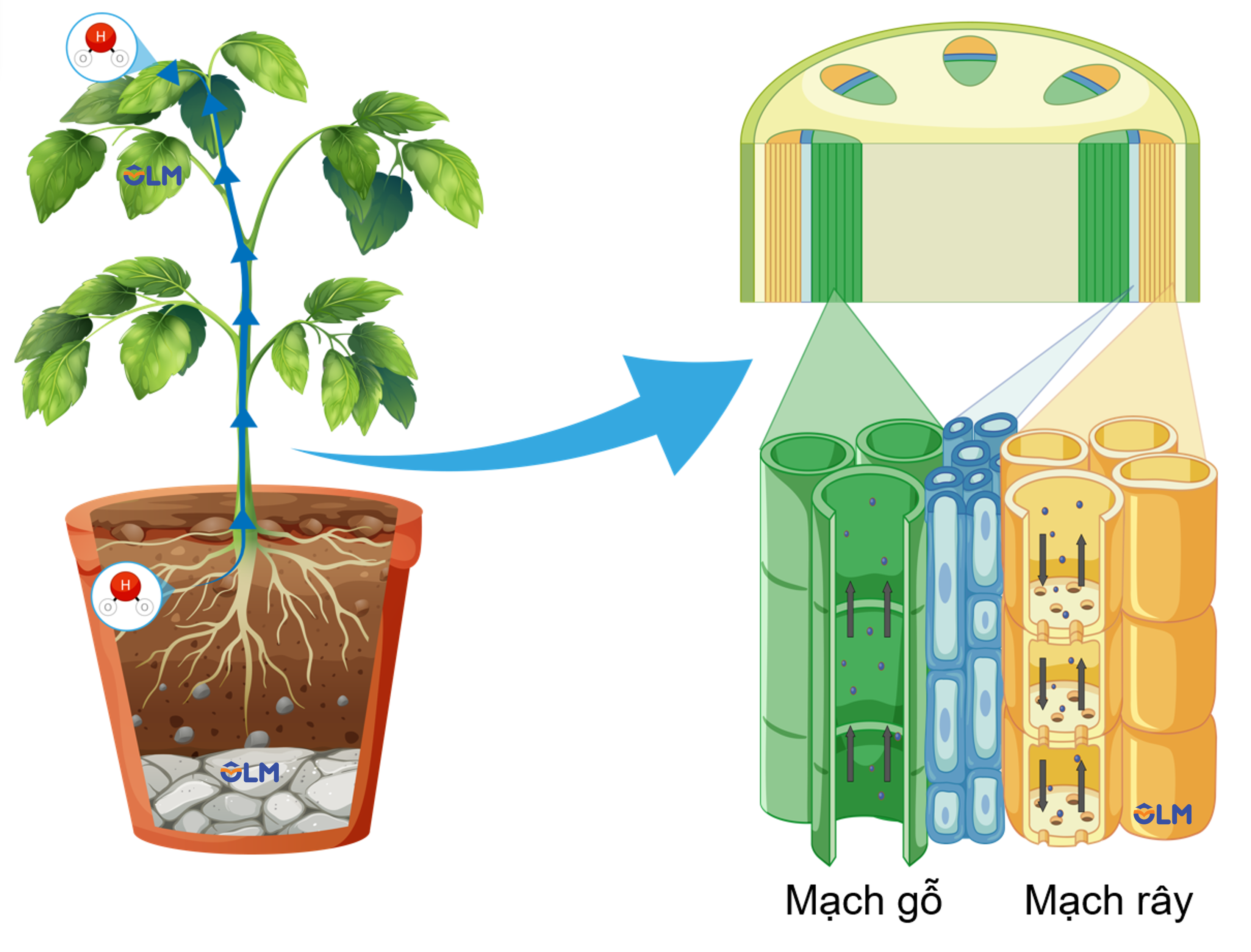 Dòng mạch gỗ và dòng mạch rây