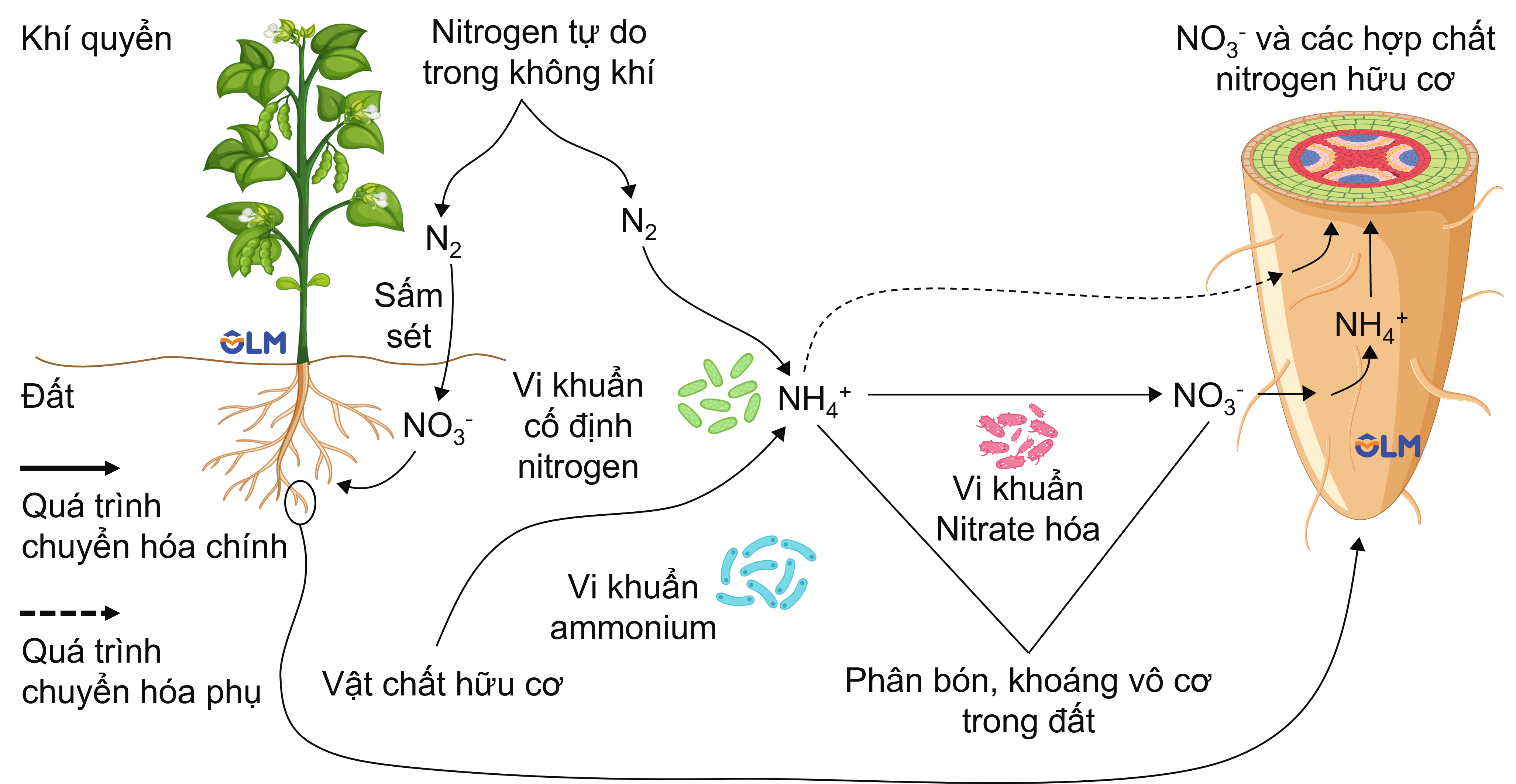 Nguồn nitrogen cung cấp cho thực vật