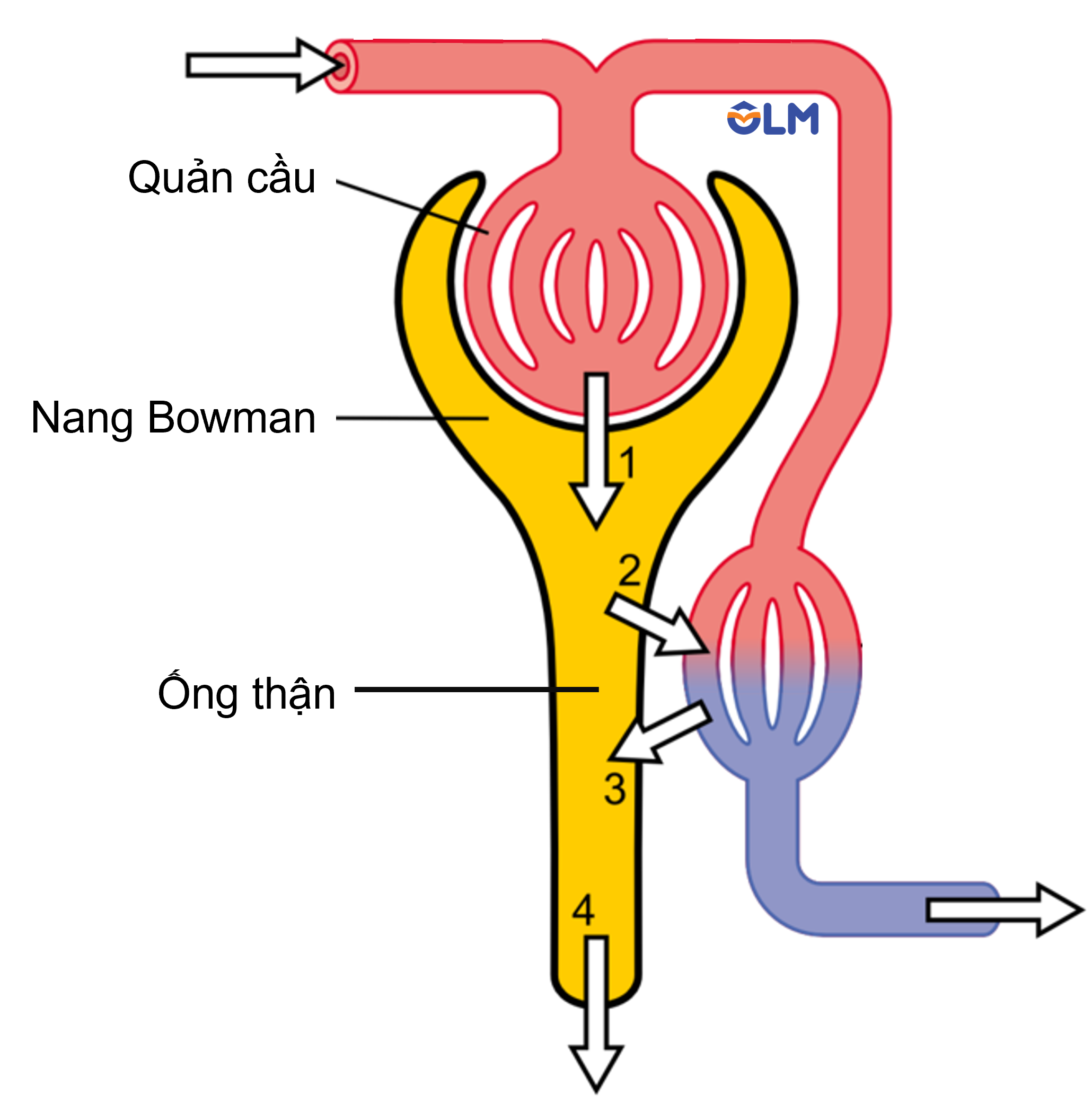 Quá trình hình thành nước tiểu ở nerphron