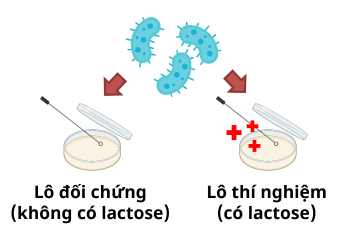 sinh học 12, thí nghiệm phát hiện ra operon lac