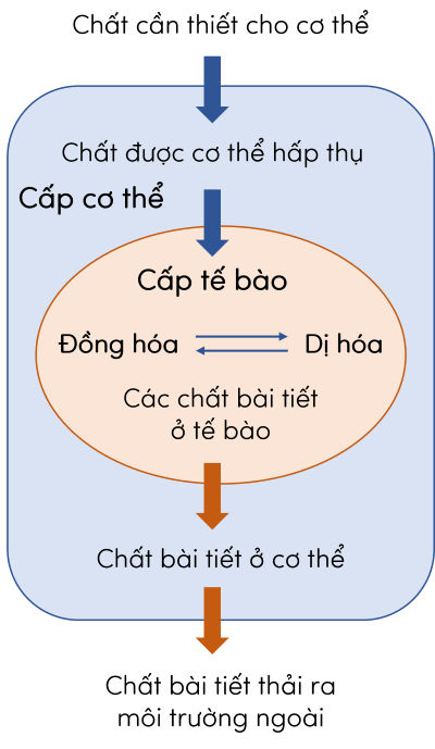 Sinh học 11, mối quan hệ giữa trao đổi chất và chuyển hóa năng lượng ở cấp tế bào và cơ thể