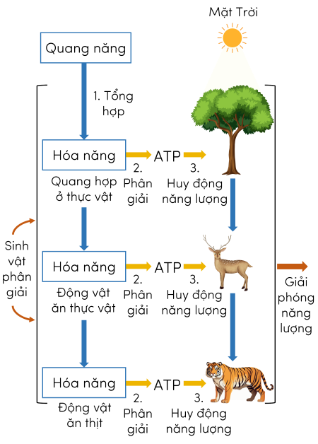 Sinh 11, sơ đồ chuyển hóa năng lượng trong sinh giới