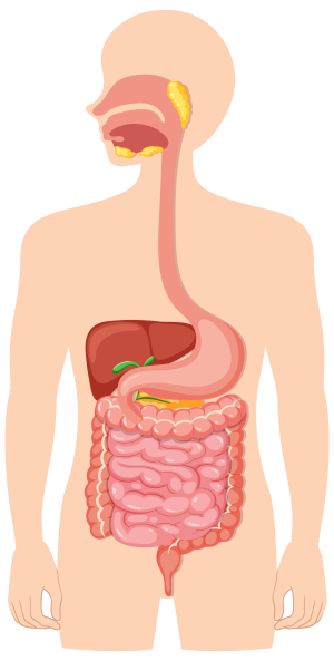 Sinh 11, hệ tiêu hóa ở người