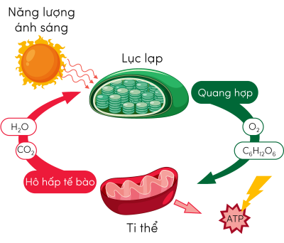 Sinh 11, quang hợp và hô hấp ở thực vật