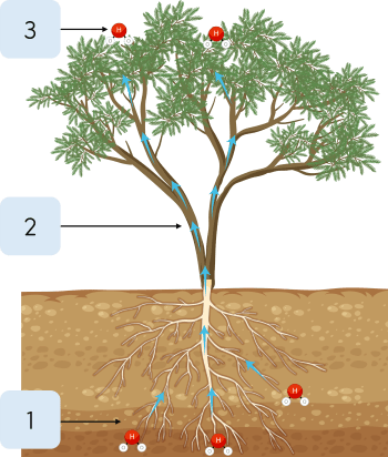 Sinh 11, sơ đồ khái quát quá trình trao đổi nước trong cây