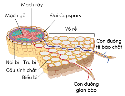 Sinh 11, hai con đường vận chuyển của nước và chất khoáng từ lông hút vào mạch gỗ của rễ