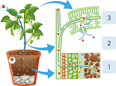 Sinh 11, động lực của dòng mạch gỗ