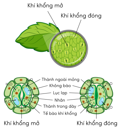 Sinh 11, khí khổng mở khi tế bào trương nước và đóng khi tế bào mất nước