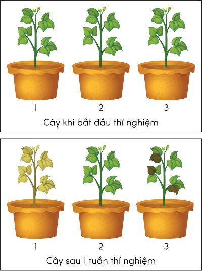 Sinh 11, thí nghiệm tưới nước chăm sóc cây