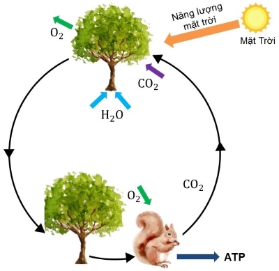 khoa học tự nhiên, lớp 9, vòng năng lượng