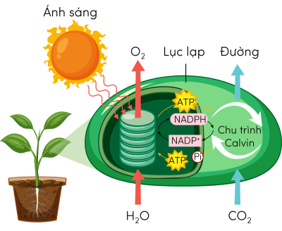 Sinh 11, sơ đồ quang hợp ở thực vật