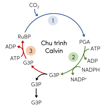 Sinh 11, con đường đồng hóa CO2 ở thực vật C3