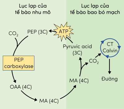 Sinh 11, con đường đồng hóa CO2 ở thực vật C4