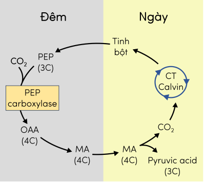 Sinh 11, con đường đồng hóa CO2 ở thực vật CAM