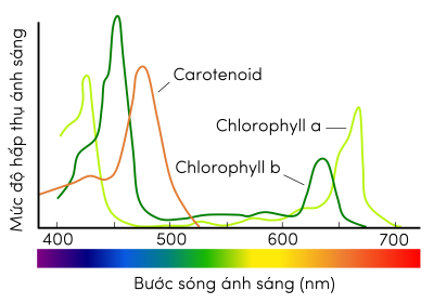 Sinh 11, quang phổ hấp thụ của hệ sắc tố ở thực vật