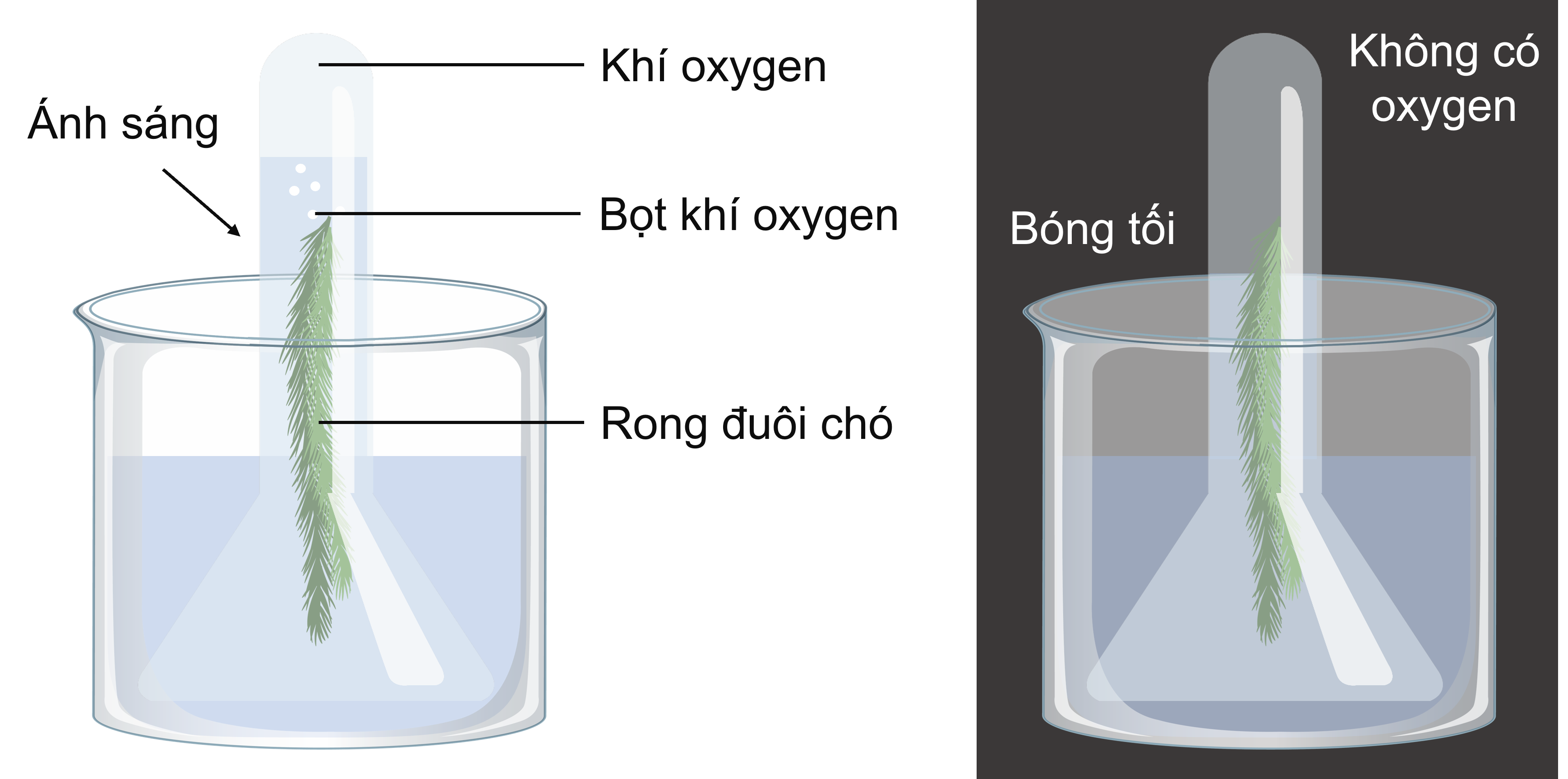 Thí nghiệm chứng minh sự thải oxygen trong quang hợp