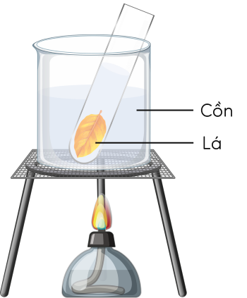 Sinh 11, cho lá vào ống nghiệm chứa cồn và đun cách thuỷ