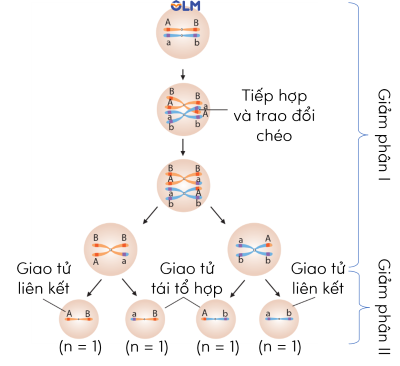 sinh học 12, cơ sở tế bào học hoán vị gene