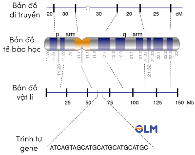 sinh học 12, bản đồ di truyền