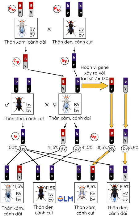 sinh học 12, hoán vị gene