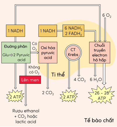 Sinh 11, sơ đồ con đường hô hấp ở thực vật