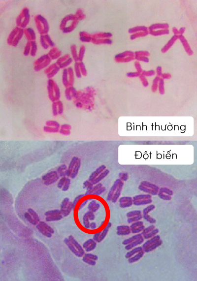 sinh học 12, các bước thực hành quan sát tiêu bản