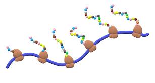 Polysome – Wikipedia tiếng Việt