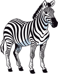 zebra