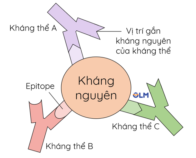 Kháng nguyên và các quyết định kháng nguyên