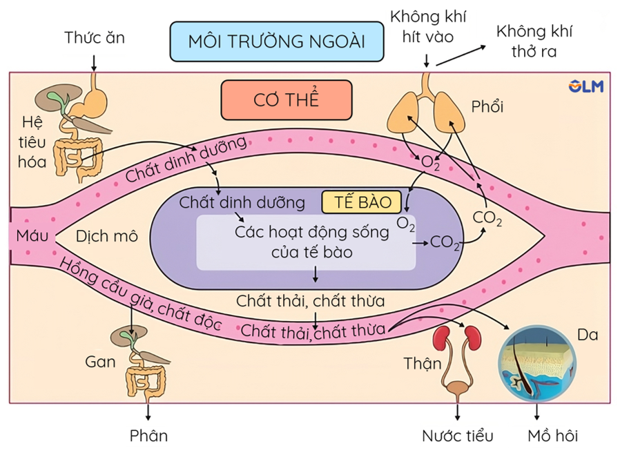 Cân bằng nội môi