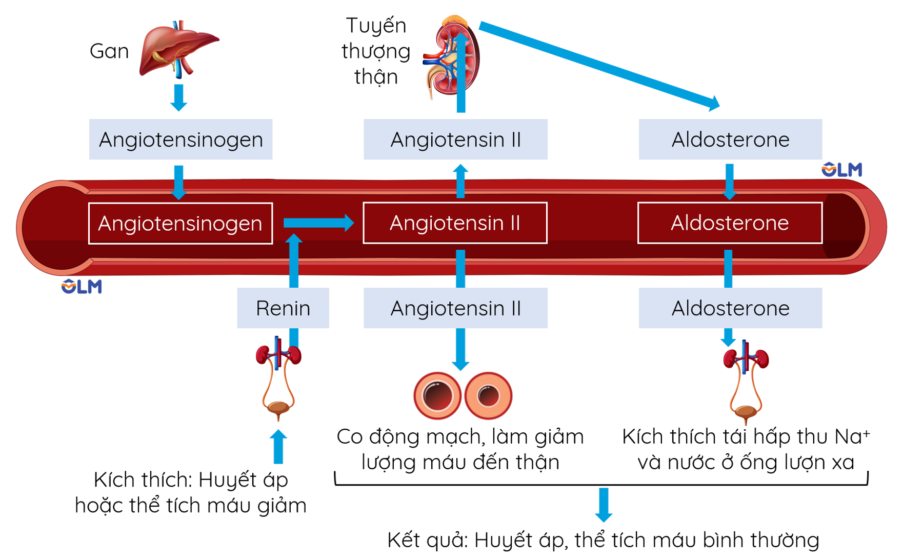 Cơ chế điều hòa huyết áp, thể tích máu