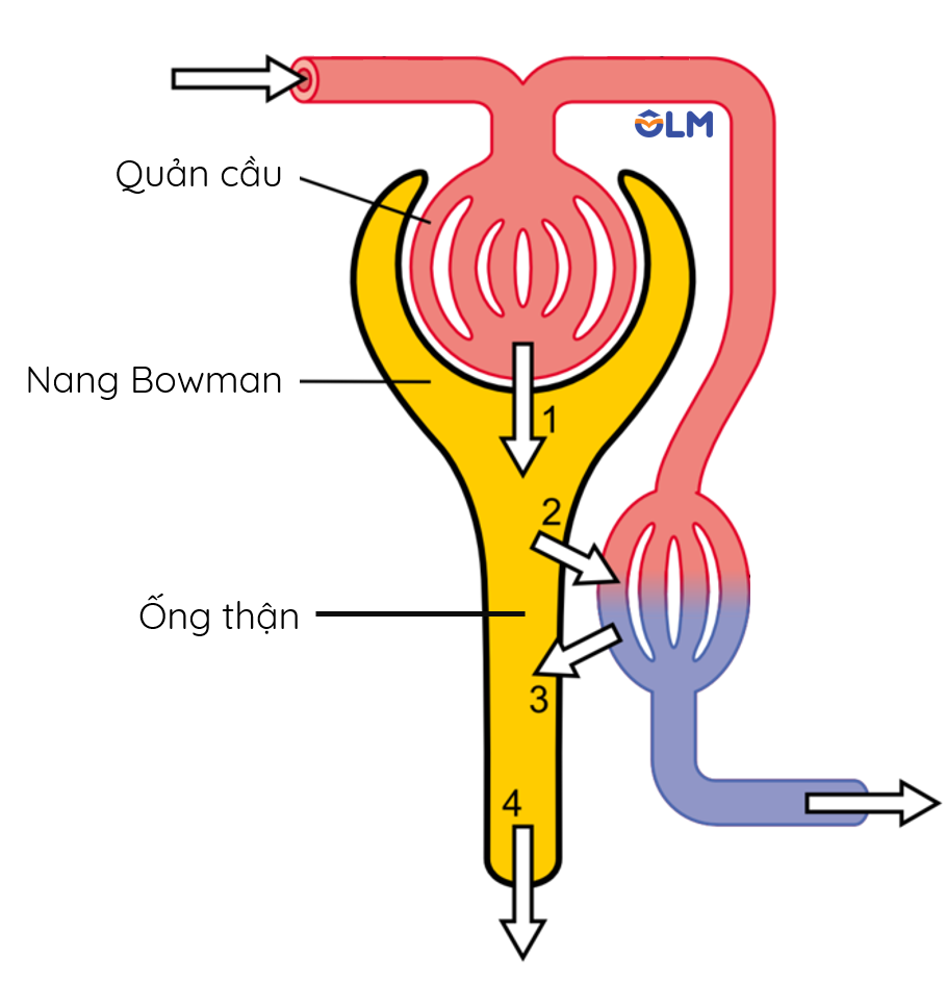 Quá trình hình thành nước tiểu ở nerphron
