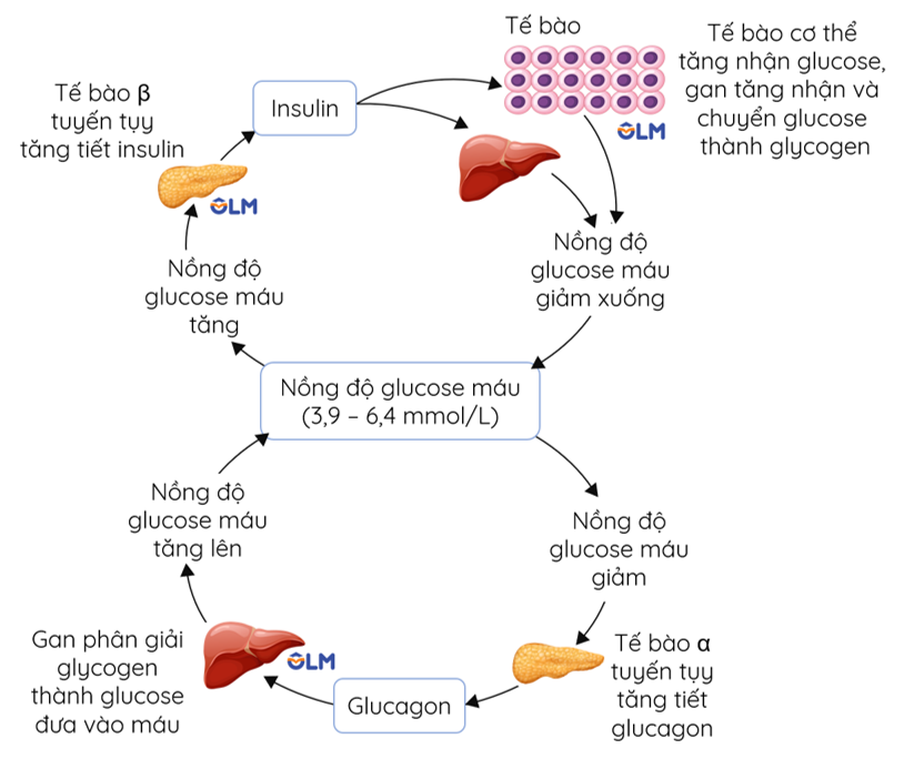 Gan điều hòa nồng độ glucose trong máu