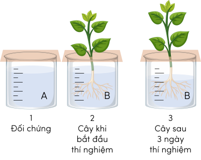 Sinh 11, thí nghiệm chứng minh sự hút nước ở rễ