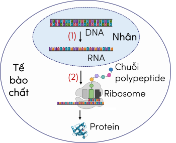 KHTN 9, sơ đồ mối quan hệ giữa gene và protein