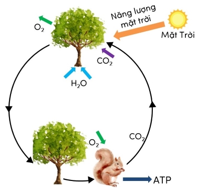 khoa học tự nhiên, lớp 9, vòng năng lượng