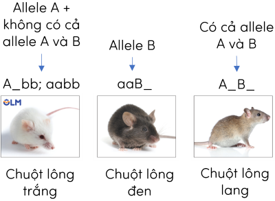 sinh học 12, tương tác allele khác gene - tính trạng màu lông chuột