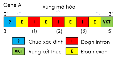 sinh học 12, cấu trúc gene sinh vật nhân thực