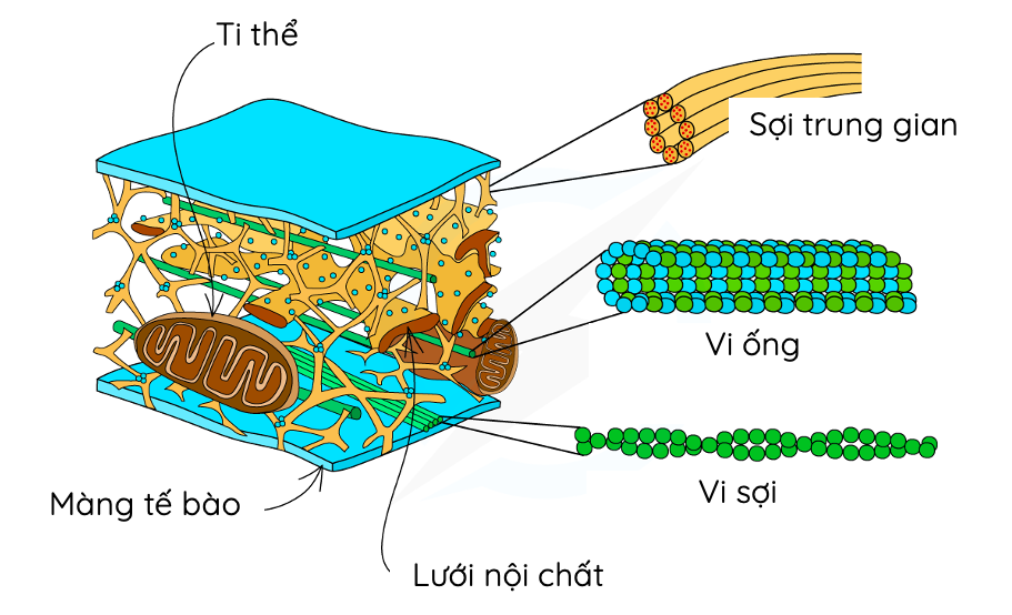 Cấu trúc bộ khung xương tế bào​