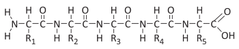 Sinh 10, peptide