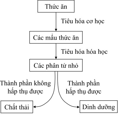 sinh học 11, sơ đồ chuyển hóa thức ăn