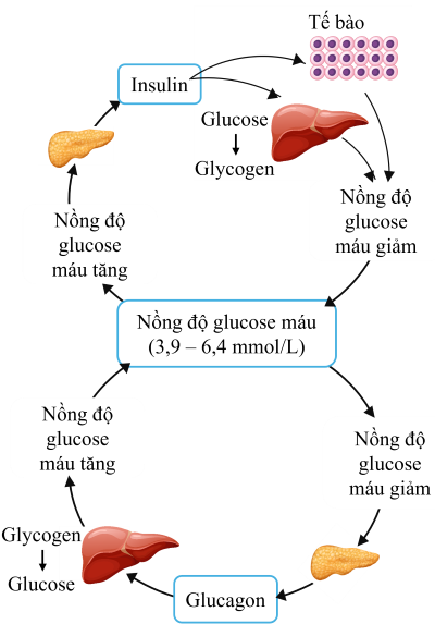 sinh học 11, điều hòa đường huyết