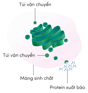 Sinh học 10, bộ máy Golgi