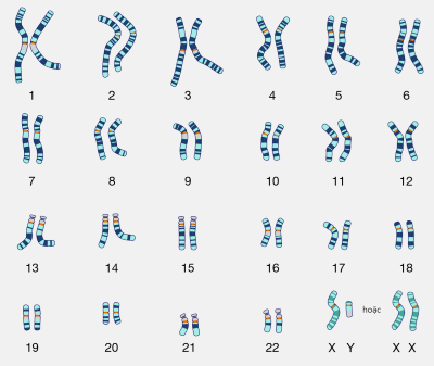 KHTN 9, bộ nhiễm sắc thể ở người