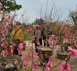 Nghe theo chủ đề ngày Tết